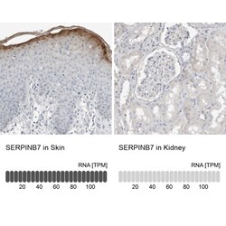 SerpinB7 Antibody, Novus Biologicals 0.1mL; Unlabeled:Antibodies, Polyclonal